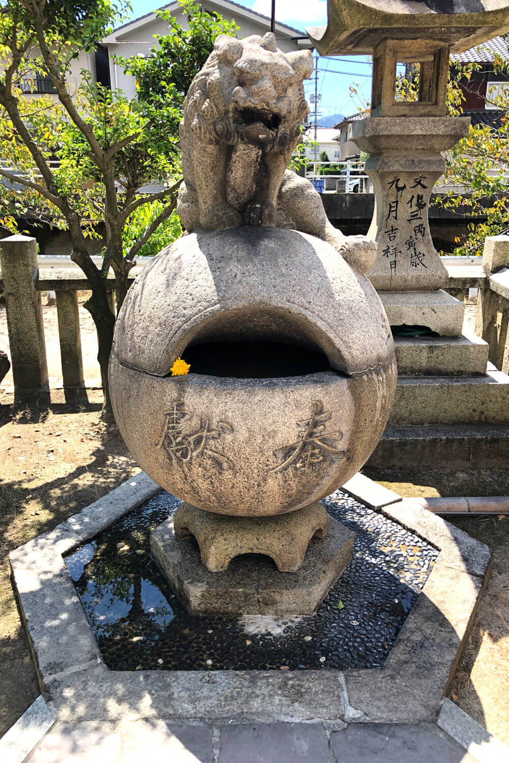 尾道・むかいしま 嚴島神社 令和二年 重陽の節句・菊花祭 狛犬玉乗り手水鉢